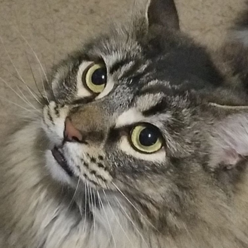 Meet your Posher, Gus